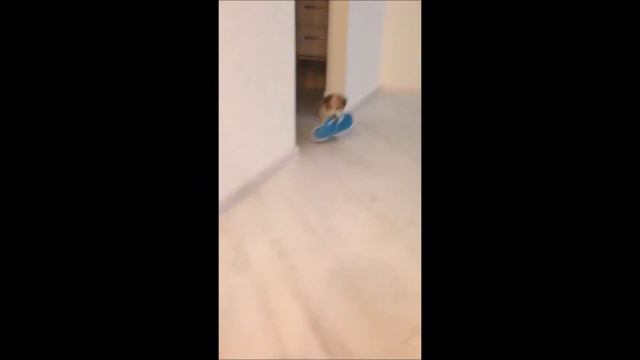 САМОЕ СМЕШНОЕ ВИДЕО!!! Пёсик поёт под губную гармошку!!!! смотреть онлайн