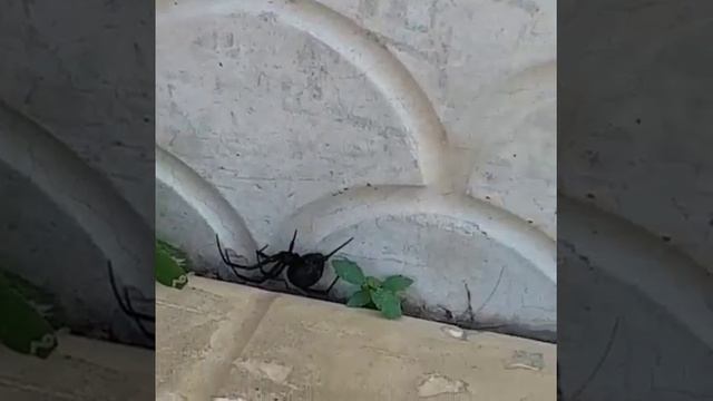 Паук, похожий на каракурта в ЗКО смотреть онлайн