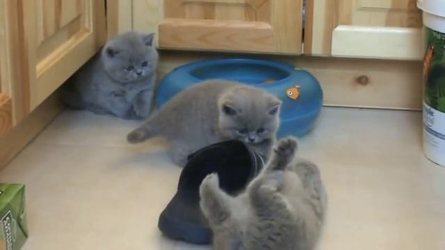 Веселые игры британских котят. П-к SILVERY SNOW смотреть онлайн