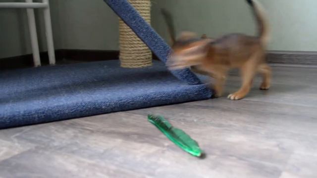 Абиссинские котята