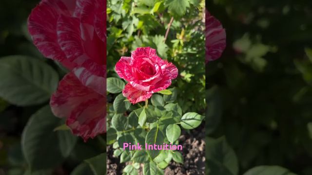 Роза Pink Intuition 🌹 первое цветение. смотреть онлайн