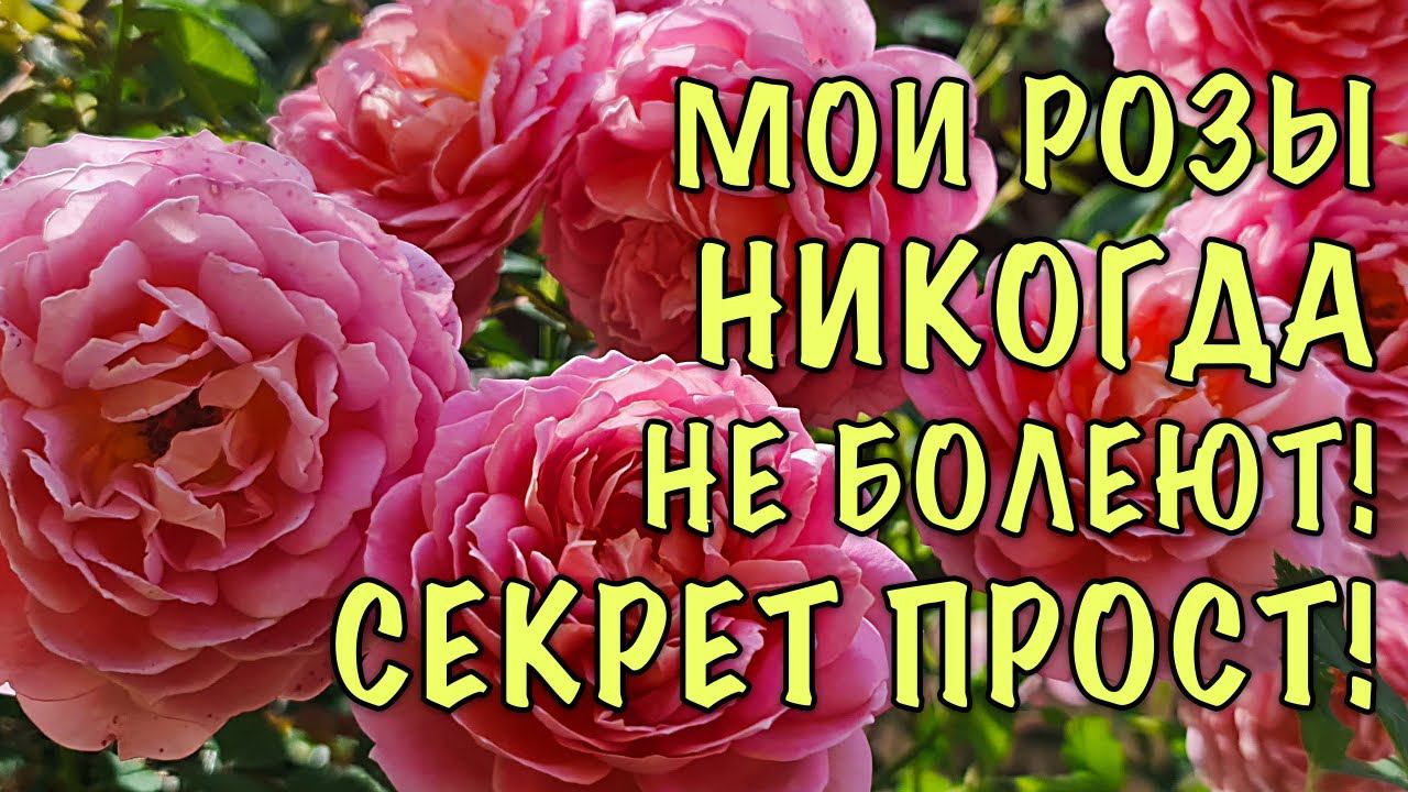 ХВАТИТ МУЧАТЬСЯ с БОЛЕЗНЯМИ РОЗ! Делайте ТАК ЖЕ и Ваши розы БУДУТ ЗДОРОВЫМИ ДО САМОГО УКРЫТИЯ! смотреть онлайн