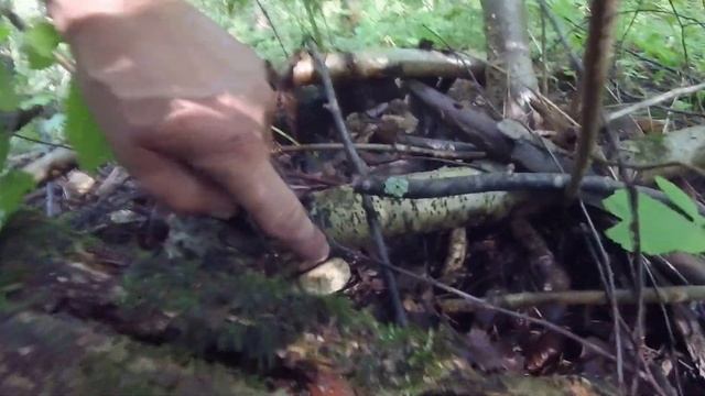 Белые грибы,ищем и собираем на прошлогодних местах. смотреть онлайн