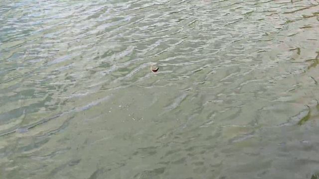Рыбалка в Москве, пруд Торфянка, 05.06.2022. Бешеный клёв! смотреть онлайн