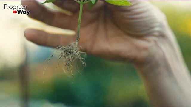 За Неделю у Томатов и Перца Стебель Толще Мизинца! Поливаю Вот Таким Отваром! смотреть онлайн