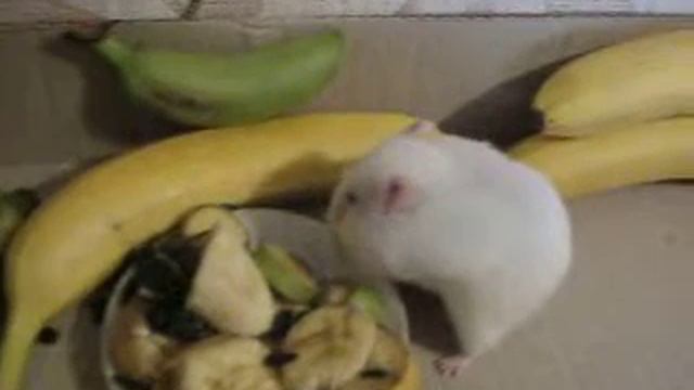 Аккуратный и воспитанный хомячок  Выплёвывает запасы в тарелочку