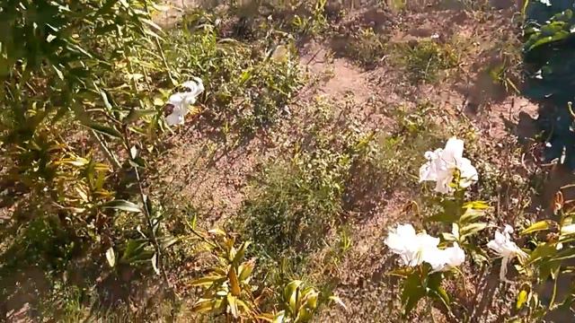 Лилия белая. 08.08.17. смотреть онлайн