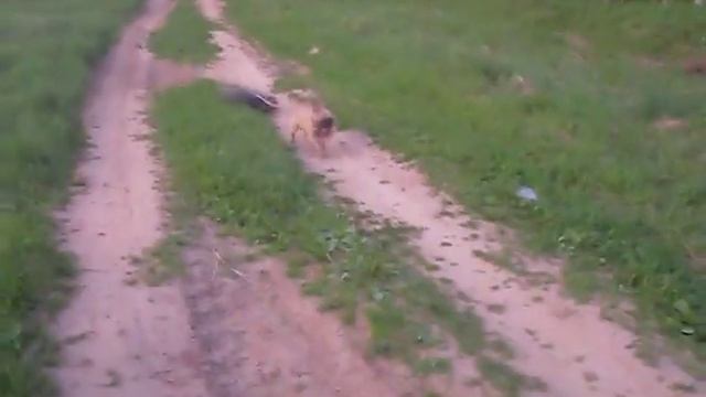 тренировка французского бульдога смотреть онлайн