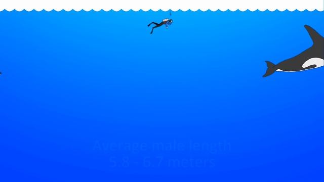 Killer Whale / Orca (Orcinus Orca) - Animated Size Comparison