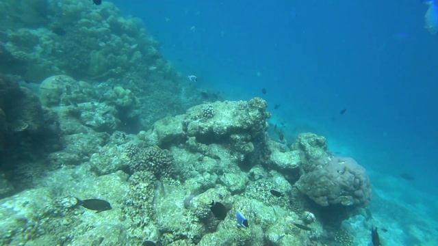 Плаваем с Морскими дьяволами и большими акулами на Мальдивах смотреть онлайн