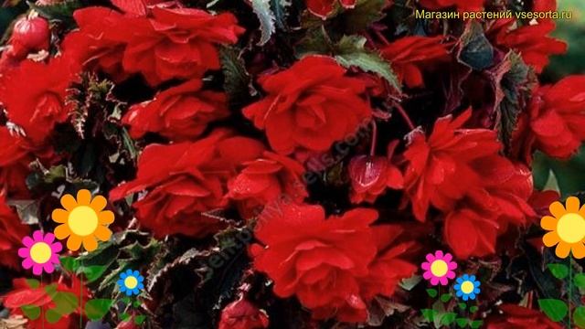 Бегония клубневая Каскад Пундула Красный. Краткий обзор, описание begonia Cascade Pendula Red смотреть онлайн