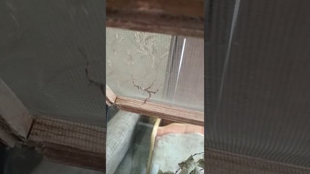 мои палочники листовидка и Австралийский смотреть онлайн