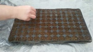 Поздняя капуста, как рассчитать сроки посева и вырастить рассаду