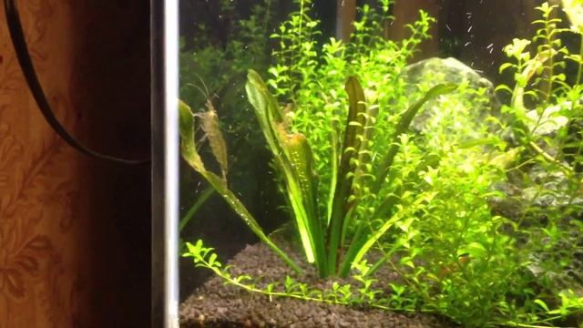 Жизнь аквариума, часть 2. 30 литров. смотреть онлайн