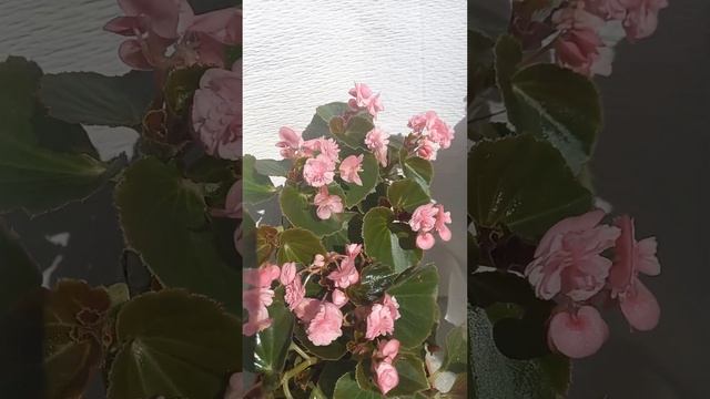 Бегония Вечноцветущая (всегдацветущая) ? #chrysanthemumflower #сад смотреть онлайн