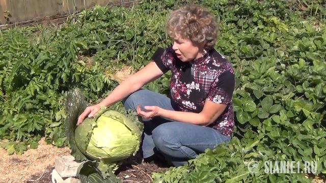 Как я сделала почву плодородной. Часть 6 смотреть онлайн