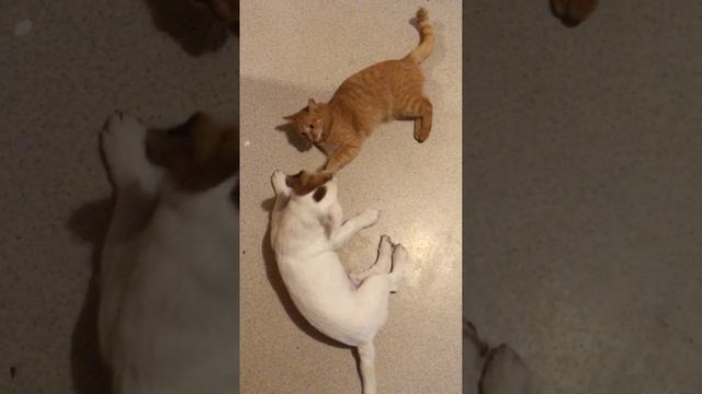 От любви до ненависти один ..