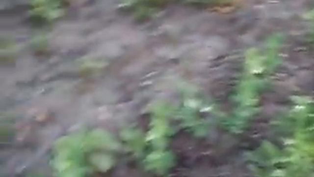 Табак.Выращивание ферментация (часть 4) смотреть онлайн