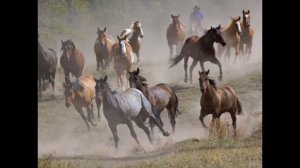Весёлая песенка про лошадь