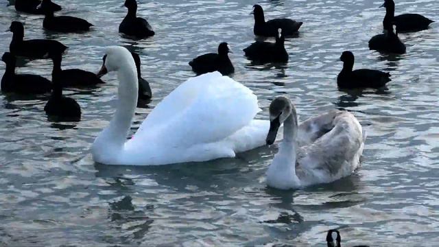 5 декабря 2019 Солнечная погода в Геленджике всех радует смотреть онлайн