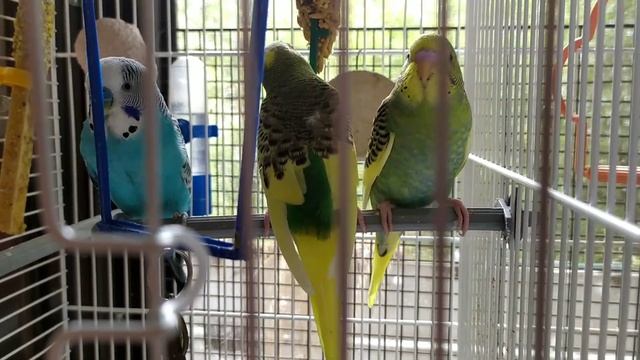 птенцы волнистого попугая радужный жёлтый с бирюзовым