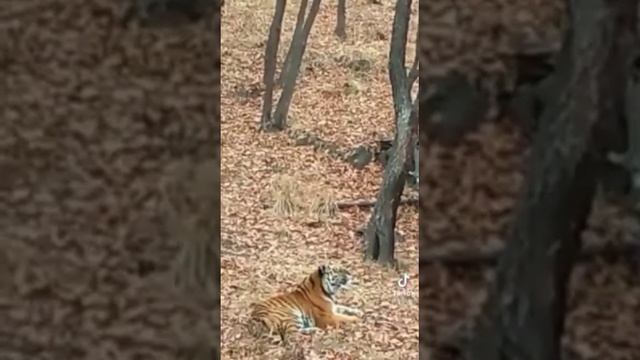 Интересный случай в одной из частей амурской области! смотреть онлайн