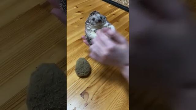 ушастый ёж? смотреть онлайн