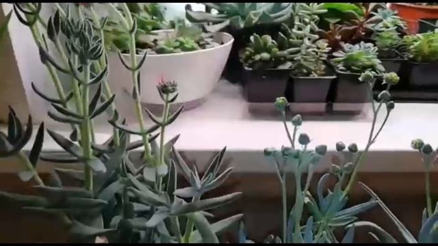 Цветение суккулентов. смотреть онлайн