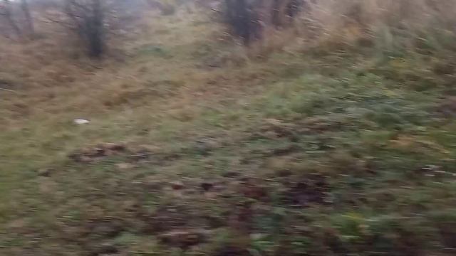 19 Октября выгоняеи Троëм, двух коров