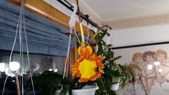 Indoor Blooming Orchids