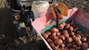 Посадка картошки мини-трактором (мотоблоком) на 1 га земли