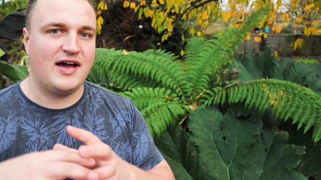 Tree Fern Winter Care - Overwintering Dicksonia antartica in UK Gardens смотреть онлайн