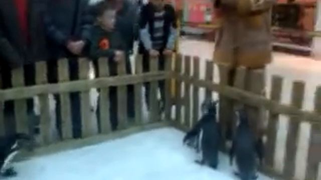 Live Penguins At Highcross Leicester, 7/11/2010