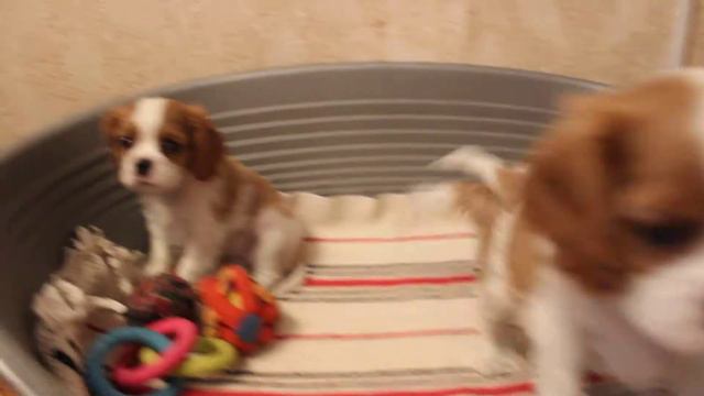 девочка и два мальчика