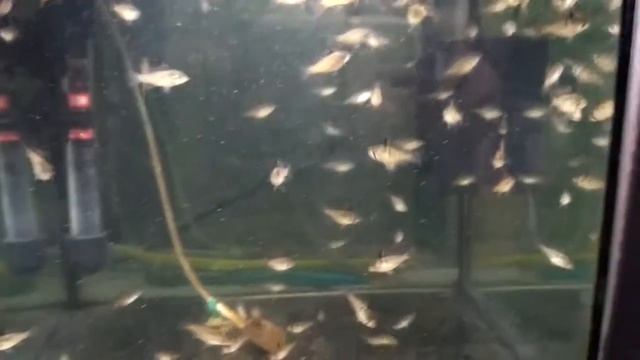 Апистограмма Рамирези вуалевая (Mikrogeophagus ramirezi), мальки. смотреть онлайн