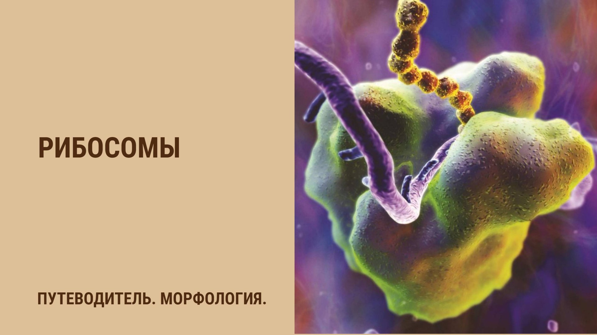 Рибосомы смотреть онлайн