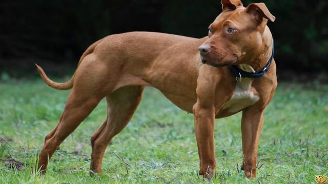 Доберман против Питбуля! КТО СИЛЬНЕЕ? Doberman VS Pitbull! WHO IS STRONGER? смотреть онлайн