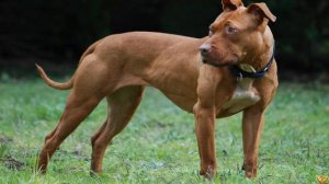 Доберман против Питбуля! КТО СИЛЬНЕЕ? Doberman VS Pitbull! WHO IS STRONGER?