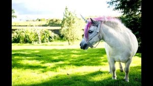 СУЩЕСТВУЮТ-ЛИ ЕДИНОРОГИ?