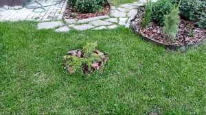 Большой обзор моих хвойных растений. Более 50 сортов Моя хвойная коллекция. С Рокарий Хвойный уголо