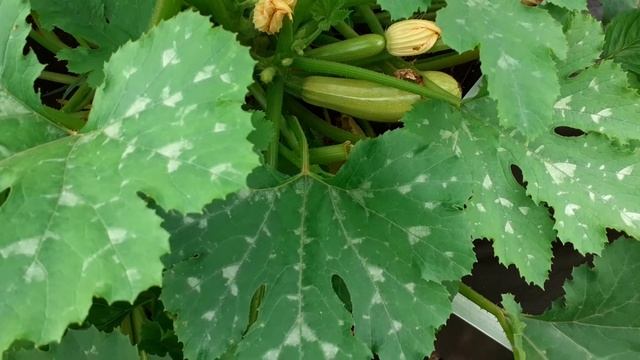 Кабачок Хьюго в открытом грунте. смотреть онлайн