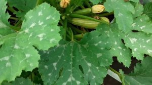 Кабачок Хьюго в открытом грунте.