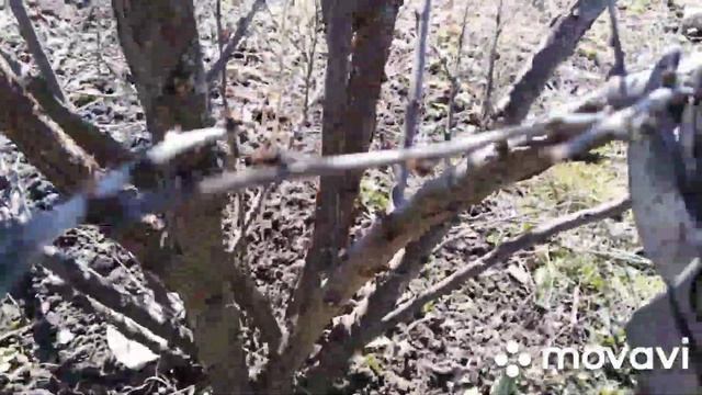 Вишня войлочная, обрезка #войлочнаявишня смотреть онлайн