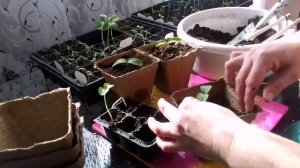 Пикировка рассады огурцов.