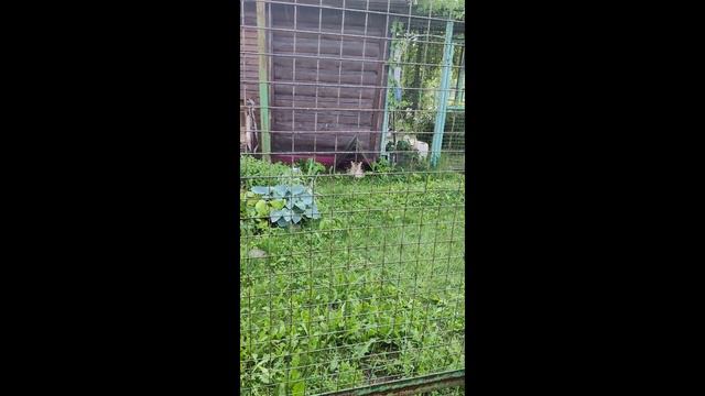 Зоопарк города Ярославля смотреть онлайн