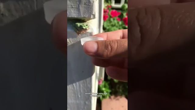 Человек и животное, невероятная любовь. смотреть онлайн