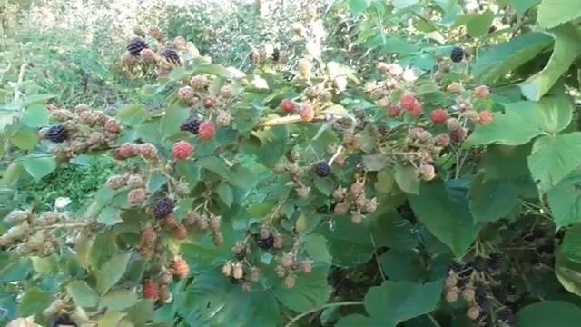 Ежевика сорта Агавам - основные плюсы и минусы этой культуры смотреть онлайн