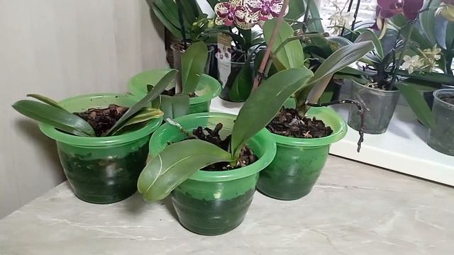 Утром всё по плану ☺️/ Помощь сыну🙏/ В гостях🥳 17.02.24 г. смотреть онлайн