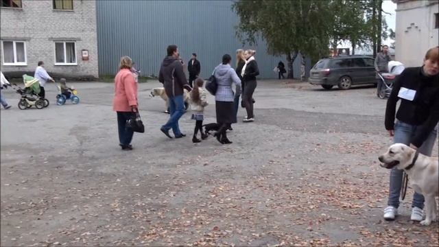 г.Серов. Выставка собак 10 сентября 2011г. смотреть онлайн