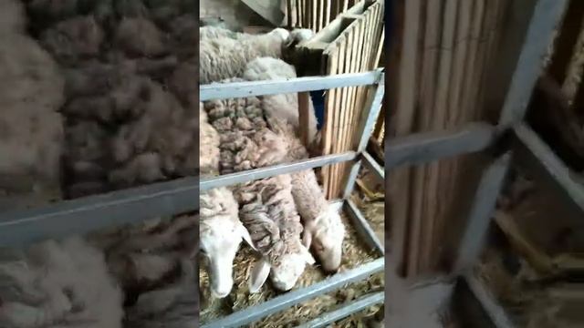 тофу джа, соевый белок для кормления скота в Китае смотреть онлайн